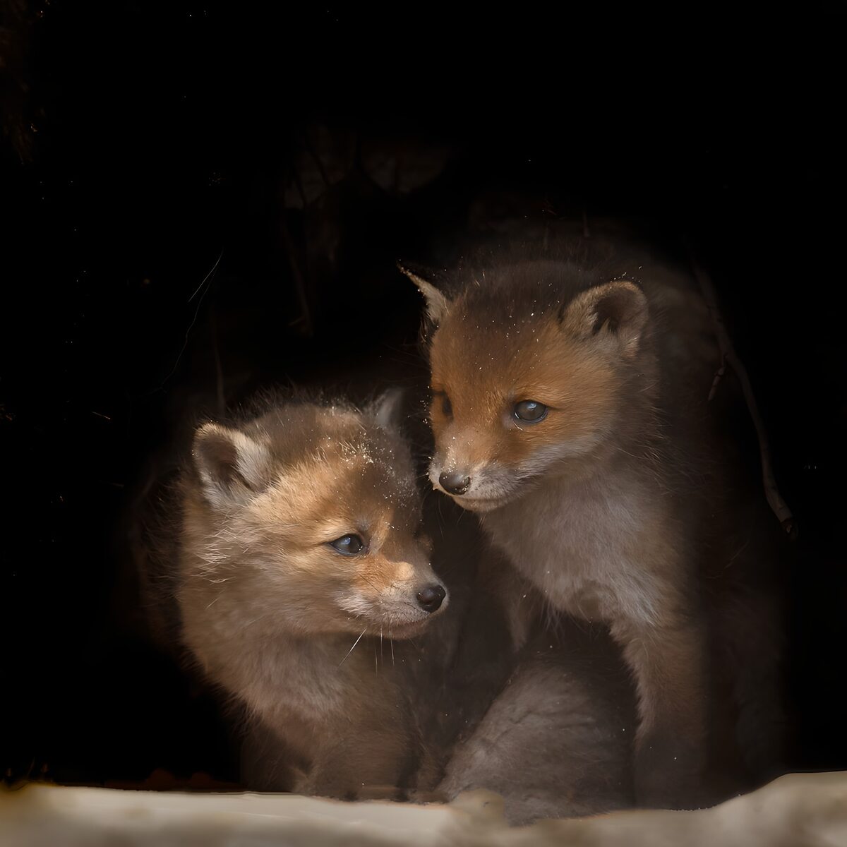 Schattige vosjes in hun hol