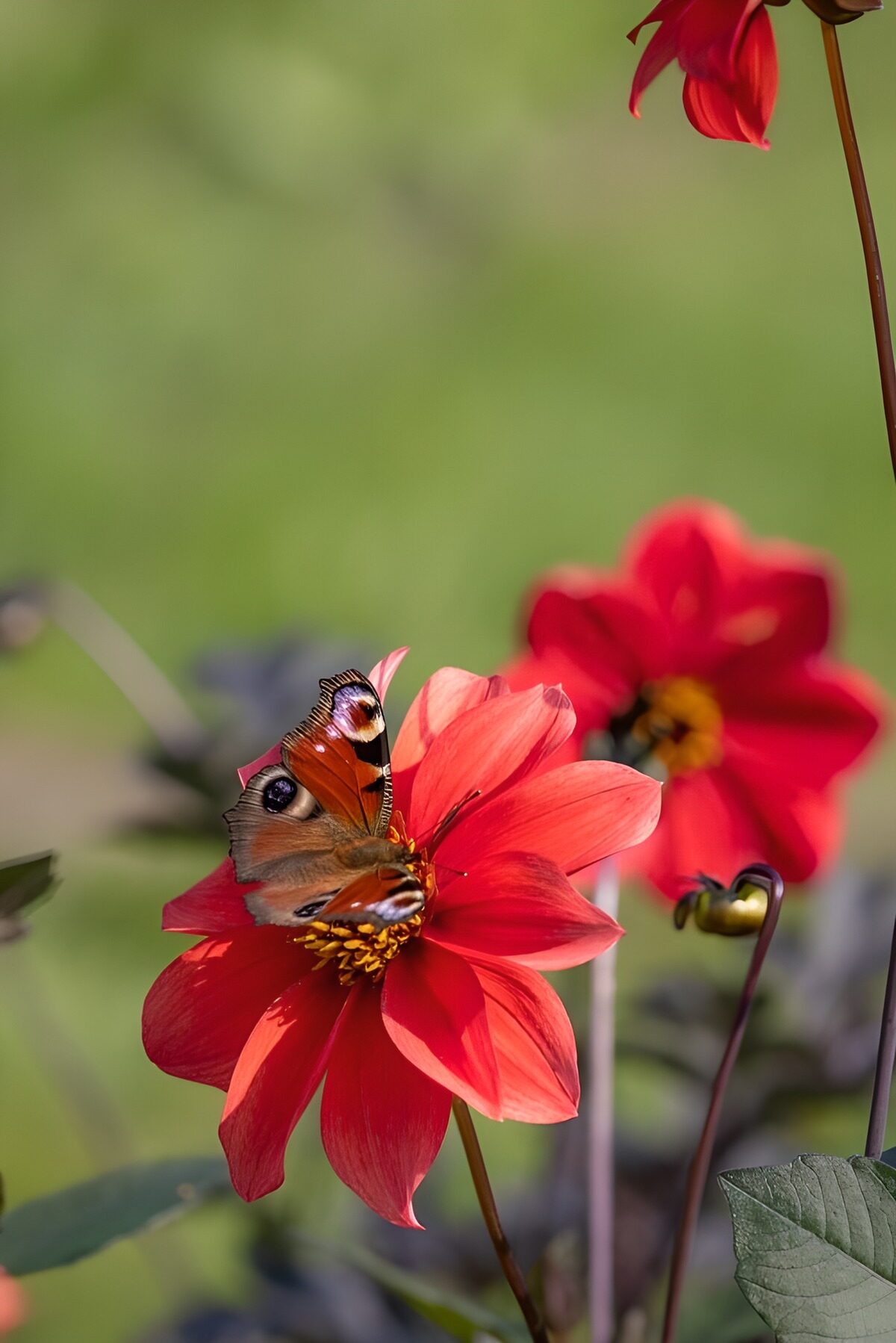 TP76220: Vlinder op een rode bloem