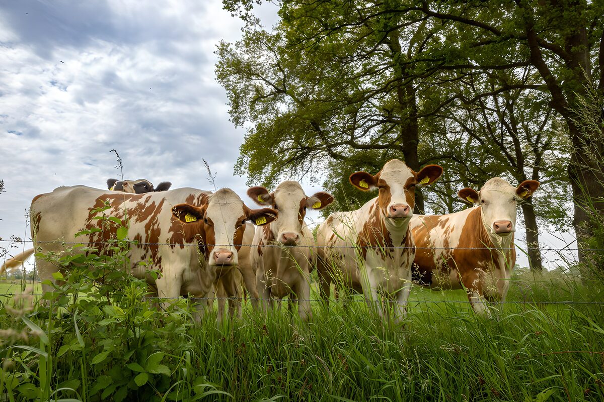 Vrolijke Koeien in het Groen