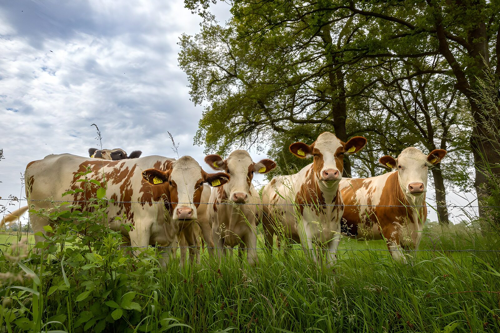 TP99015: Vrolijke Koeien in het Groen