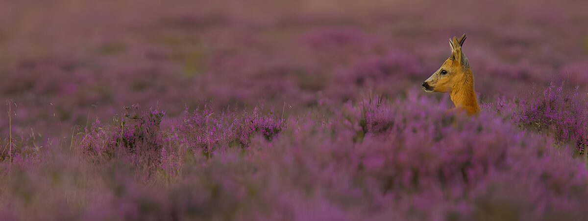 Ree tussen paarse heidebloemen