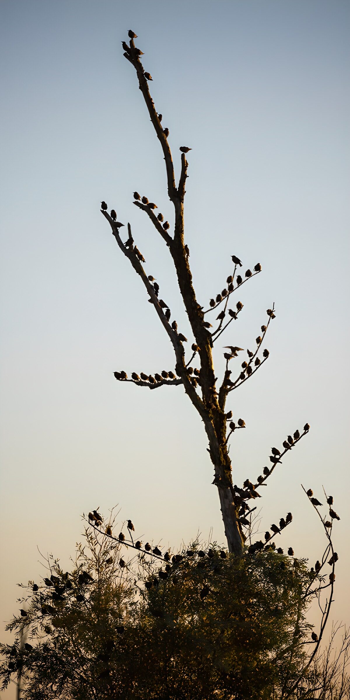 TP40685: Vogels op een kale boomtop