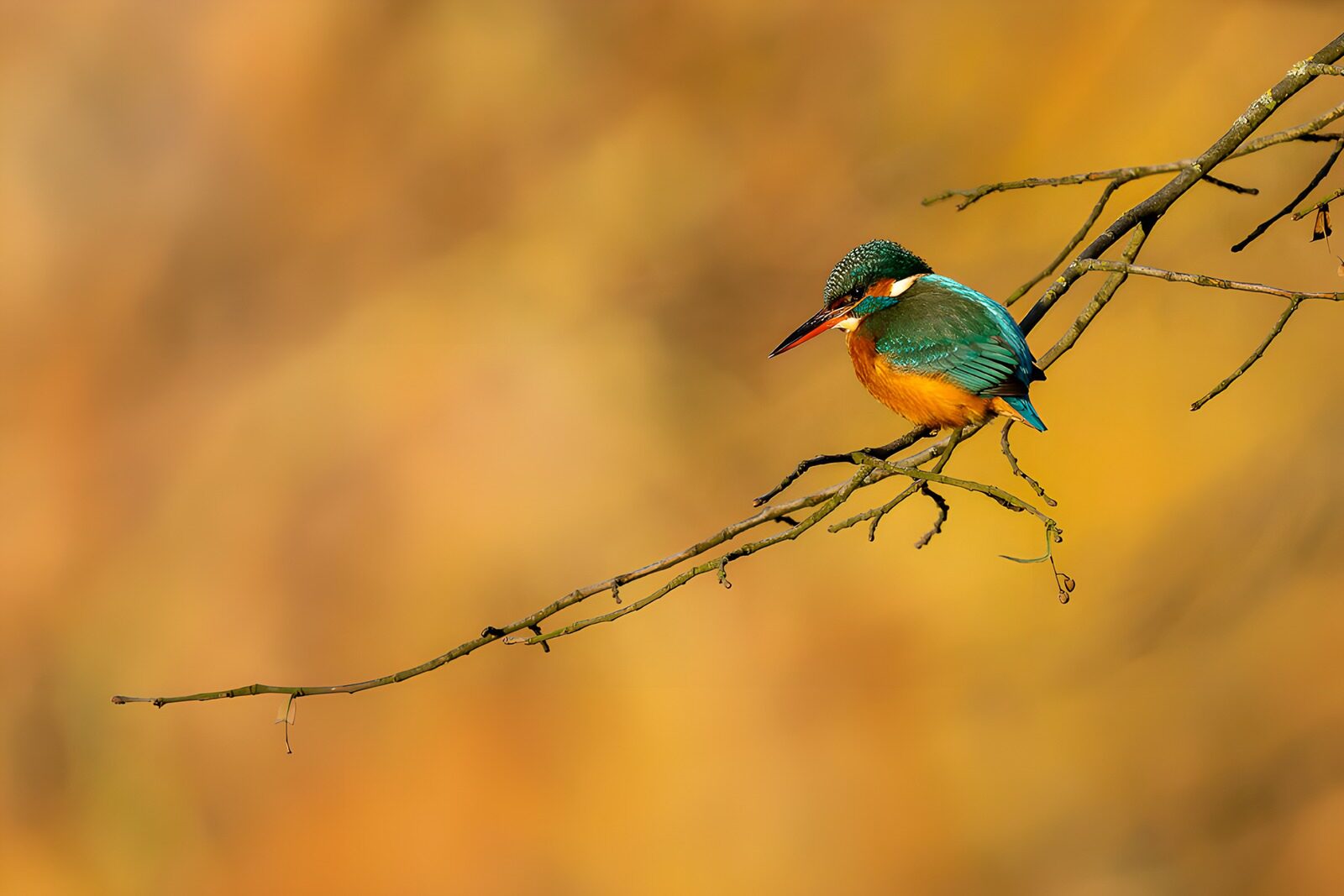 TP51364: IJsvogel op een tak bij zonsopkomst