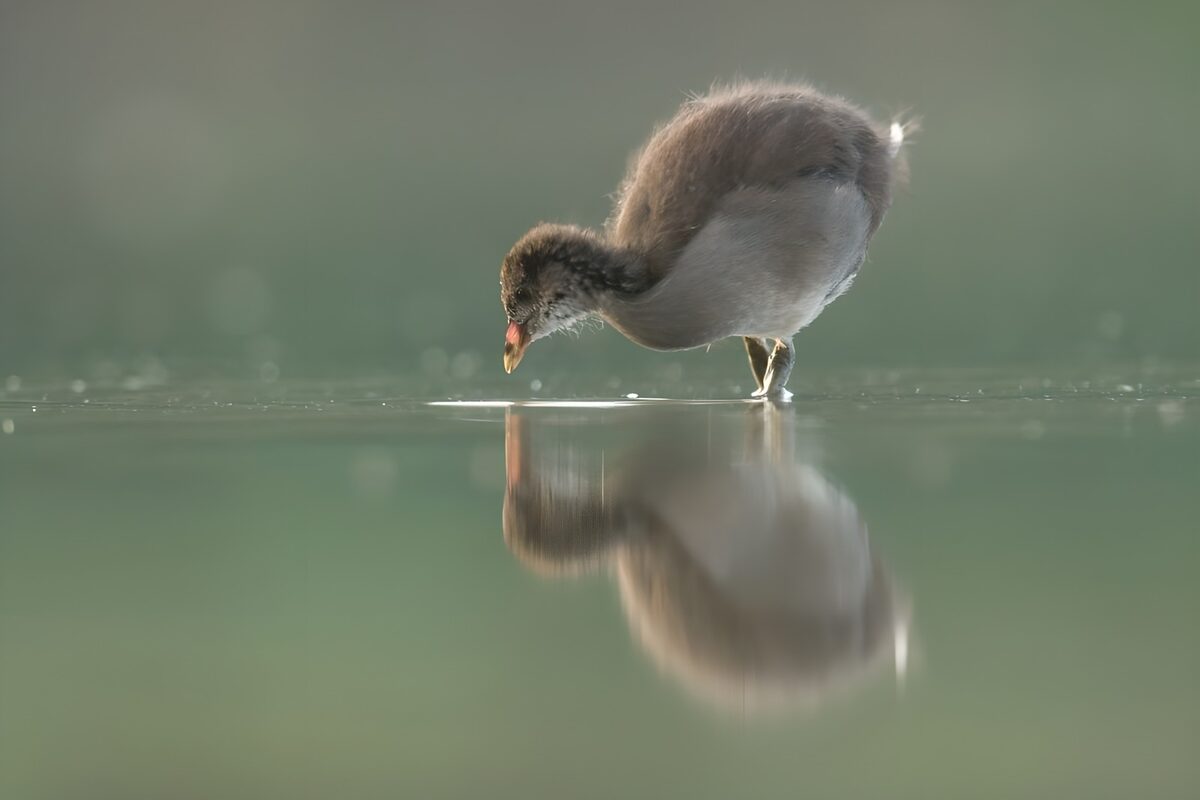 Jonge meerkoet op het water