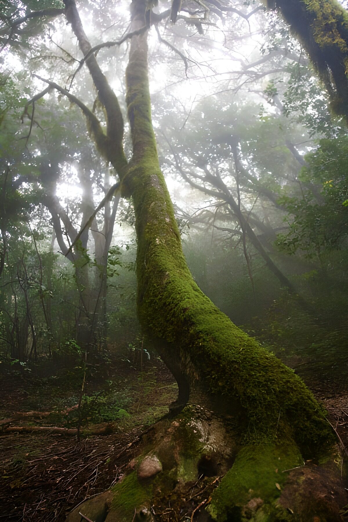 TP92158: La Gomera 42