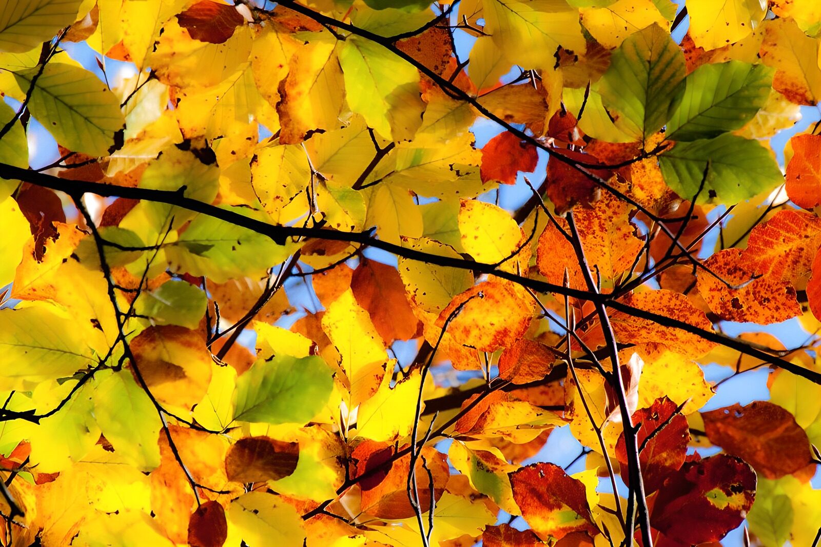 TP36788: Kleurrijke herfstbladeren in de lucht