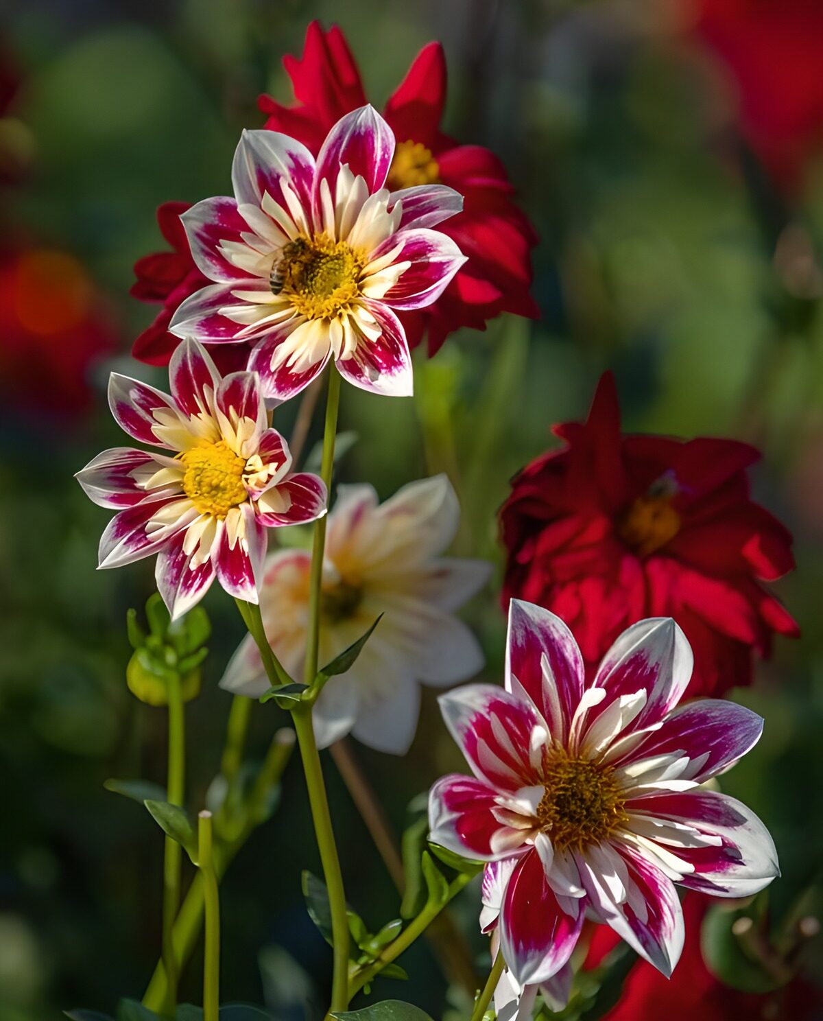 Kleurrijke Dahlia's in de Zon