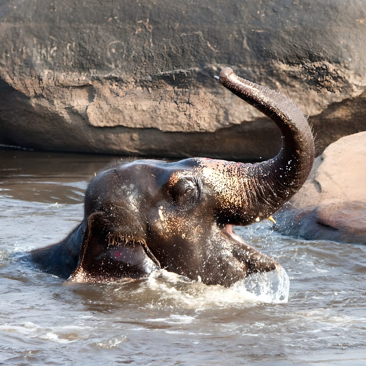 Speelse olifant in het water