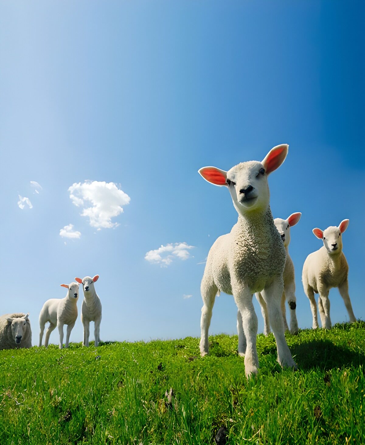 TP65755: Schattige lammetjes op groene weide