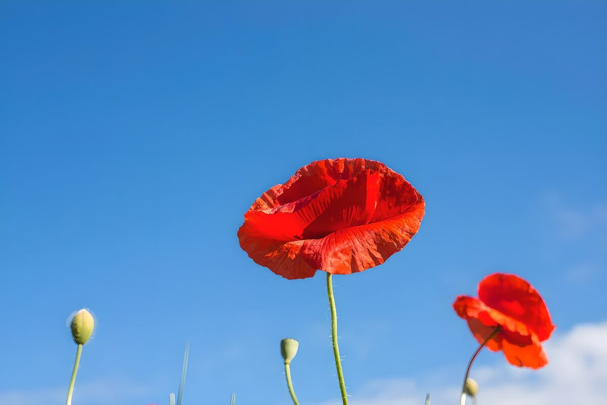 Stralende rode papavers onder een blauwe lucht