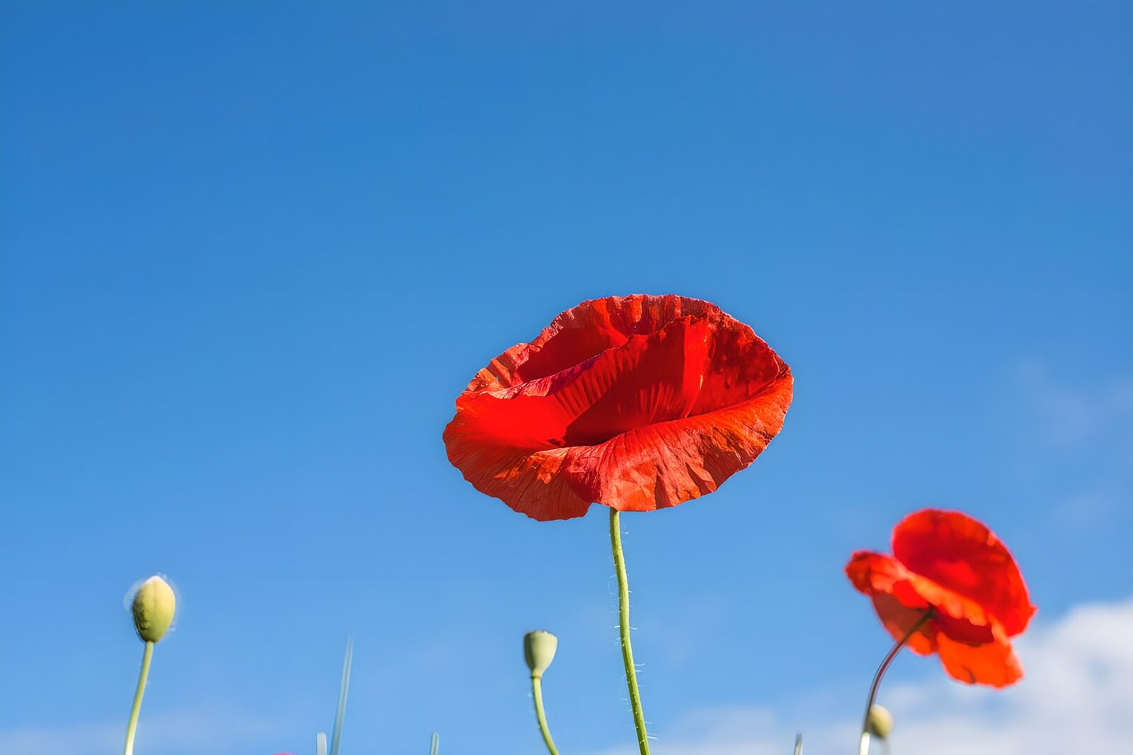 TP99395: Stralende rode papavers onder een blauwe lucht