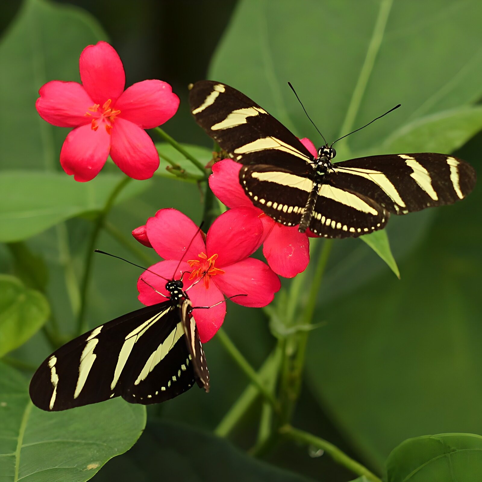 TP64165: Twee zeebra vlinders op rode bloemjes