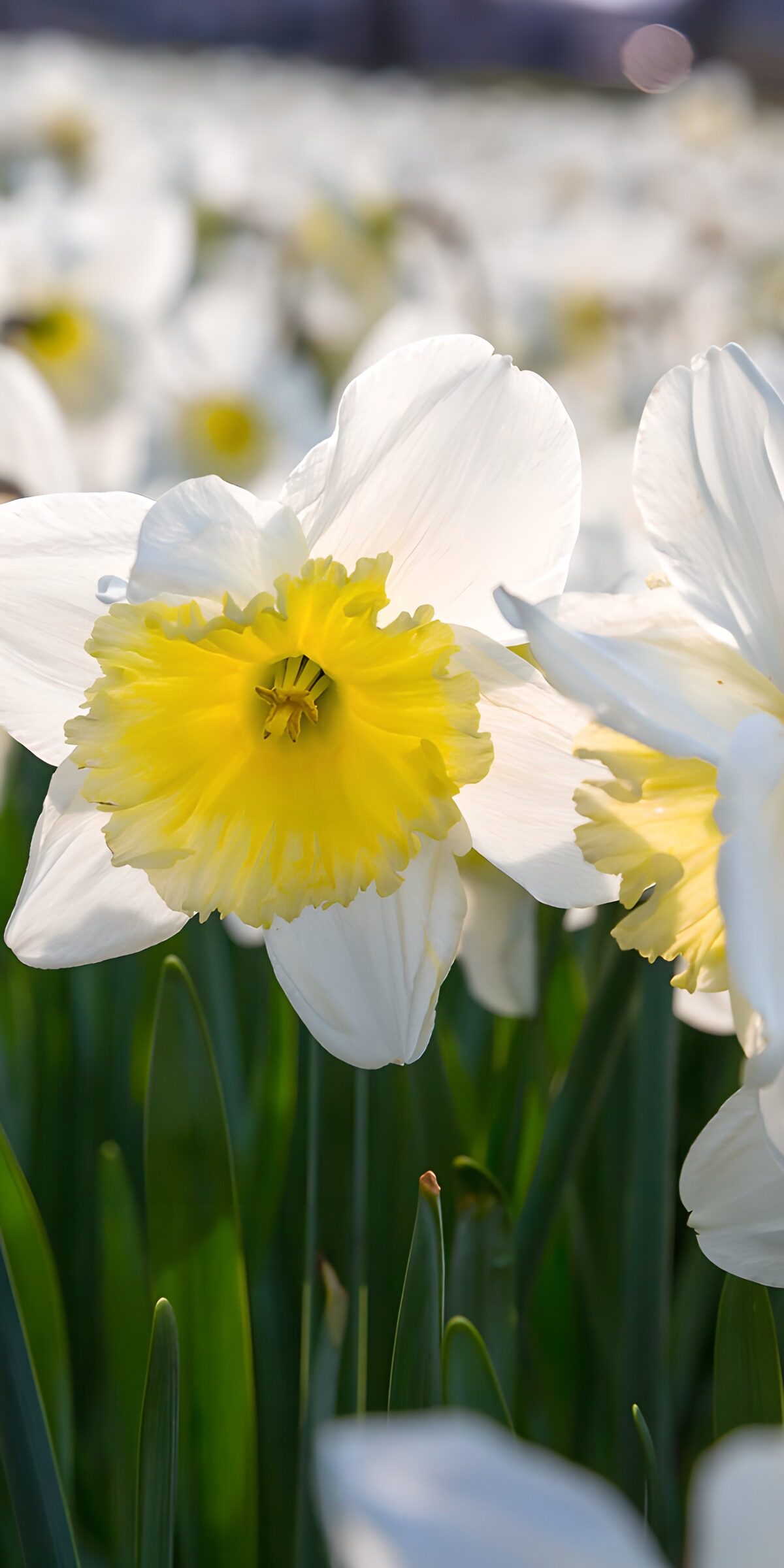 Gele narcissen in bloei