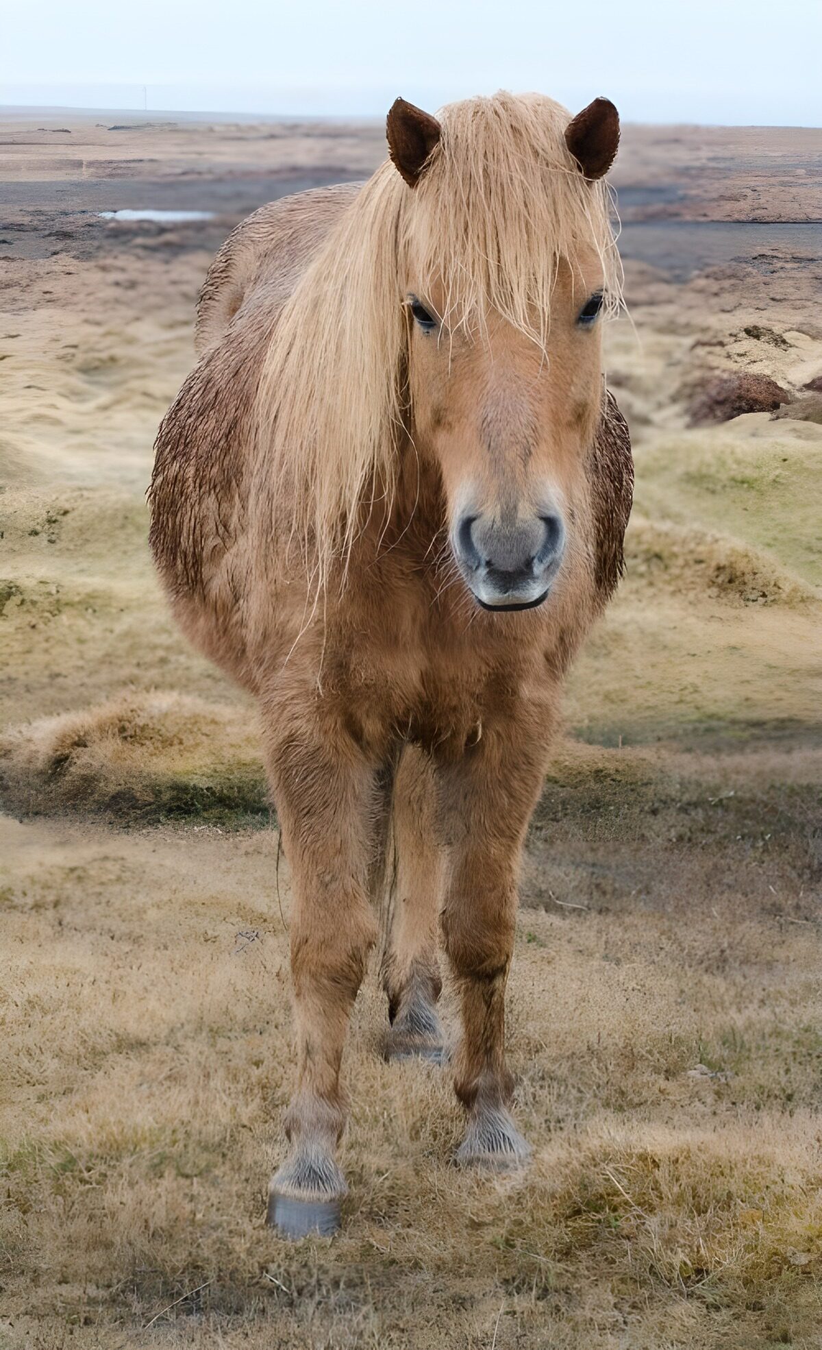IJslands paard in weidse natuur