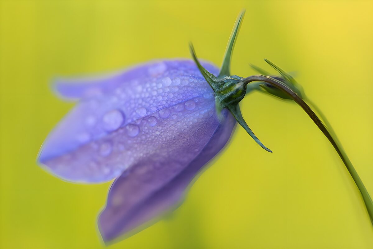 Prachtige Blauwe Bloem met Dauw