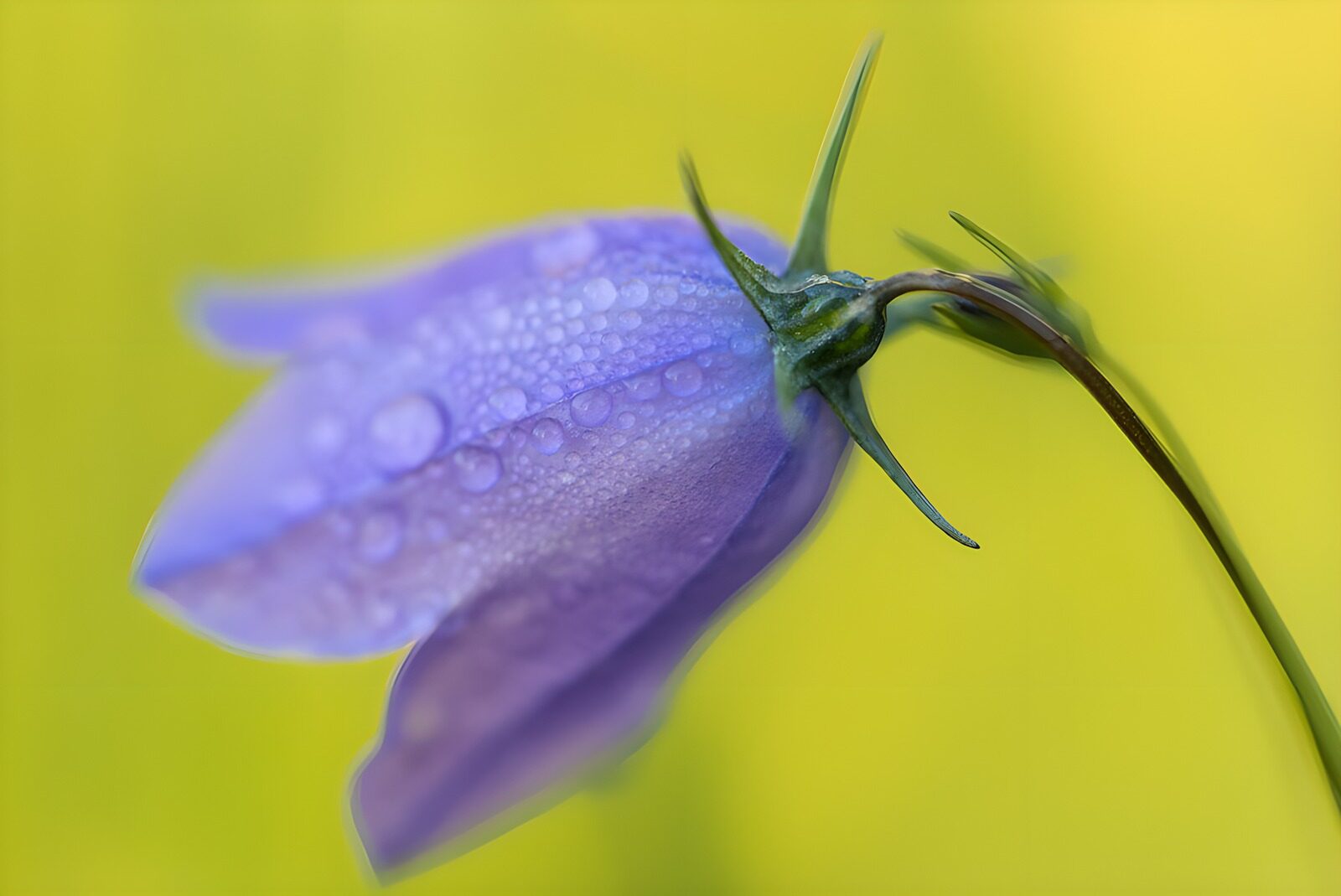 TP58554: Prachtige Blauwe Bloem met Dauw