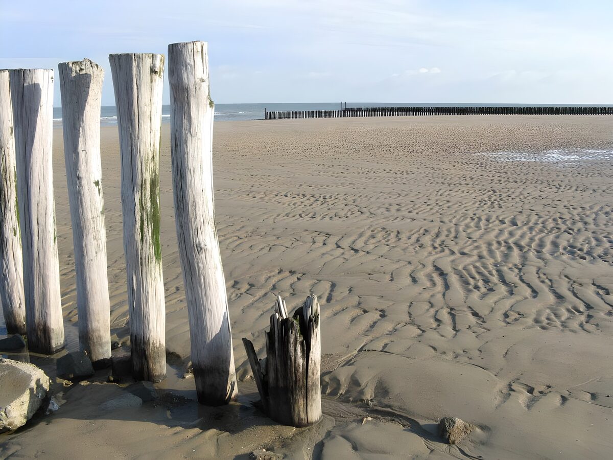 Palen op het strand met uitzicht op zee