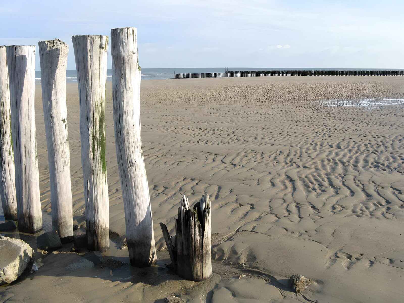 TP98057: Palen op het strand met uitzicht op zee