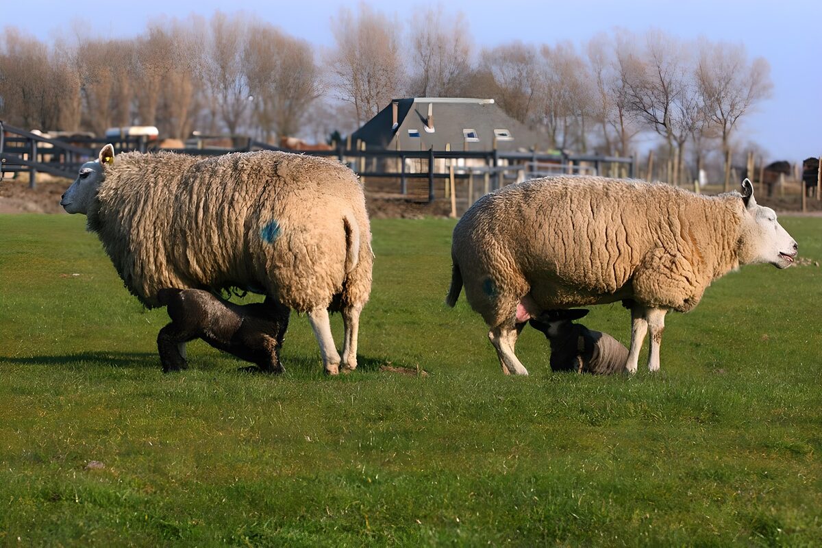 Lammetjes drinken bij moeders