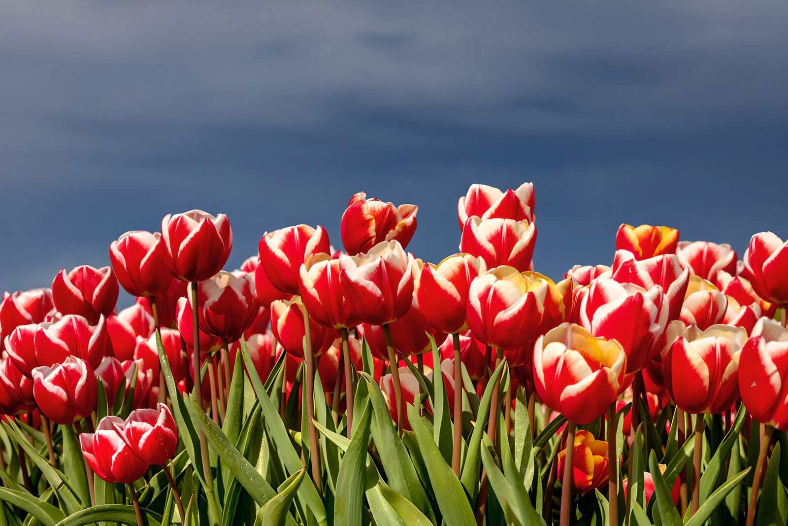 TP22639: Prachtige rode tulpen in de volle bloei