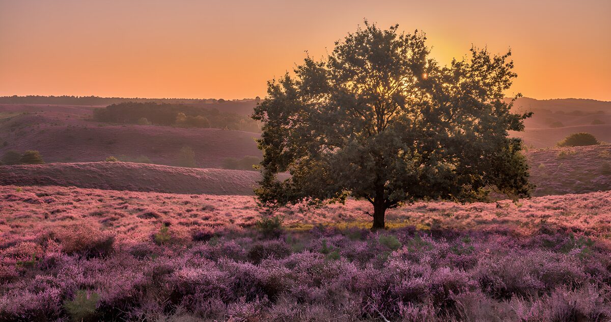 TP51908: Prachtige heide met zonsondergang