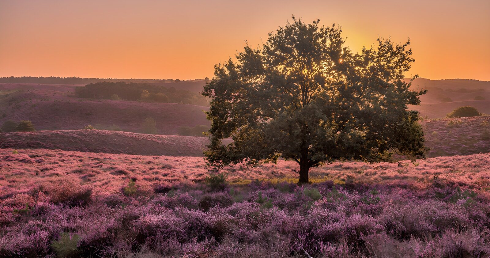 TP51908: Prachtige heide met zonsondergang