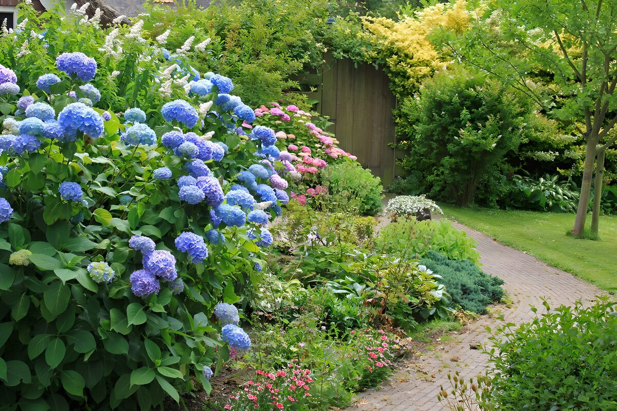 Hortensia met paadje naar deur