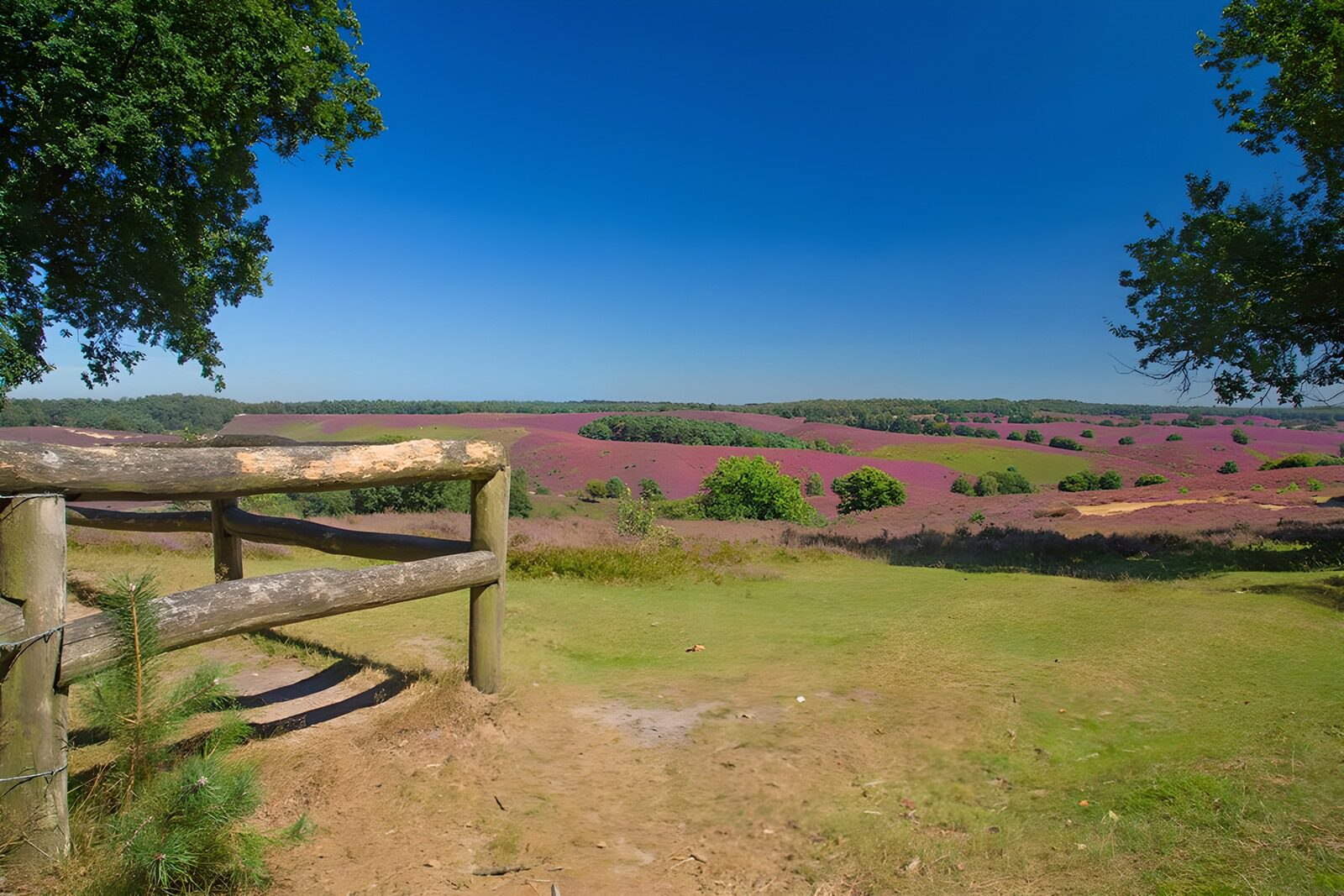 TP99107: Hekje met uitzicht op de heide