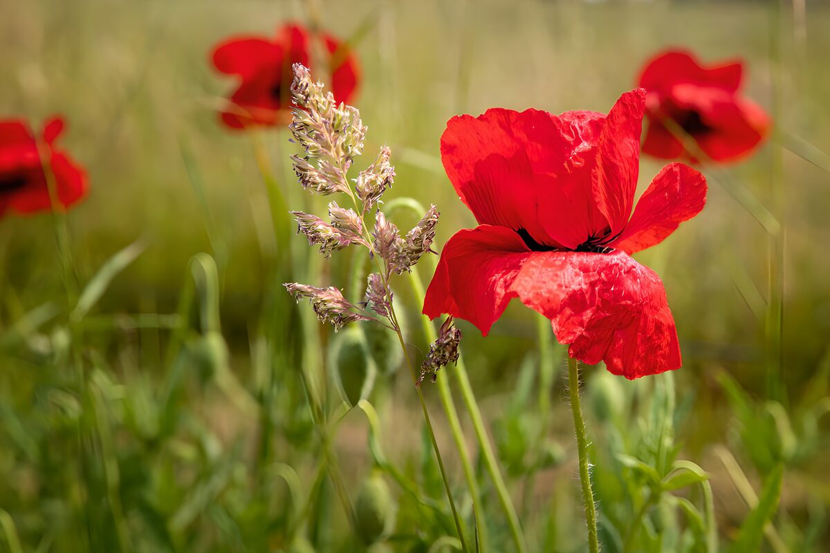 Poppies in het Groene Gras
