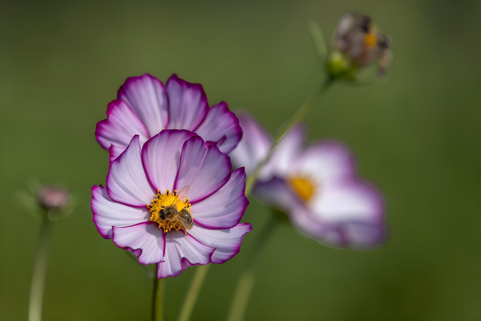 TP13758: Bij op paarse bloemen in de zon