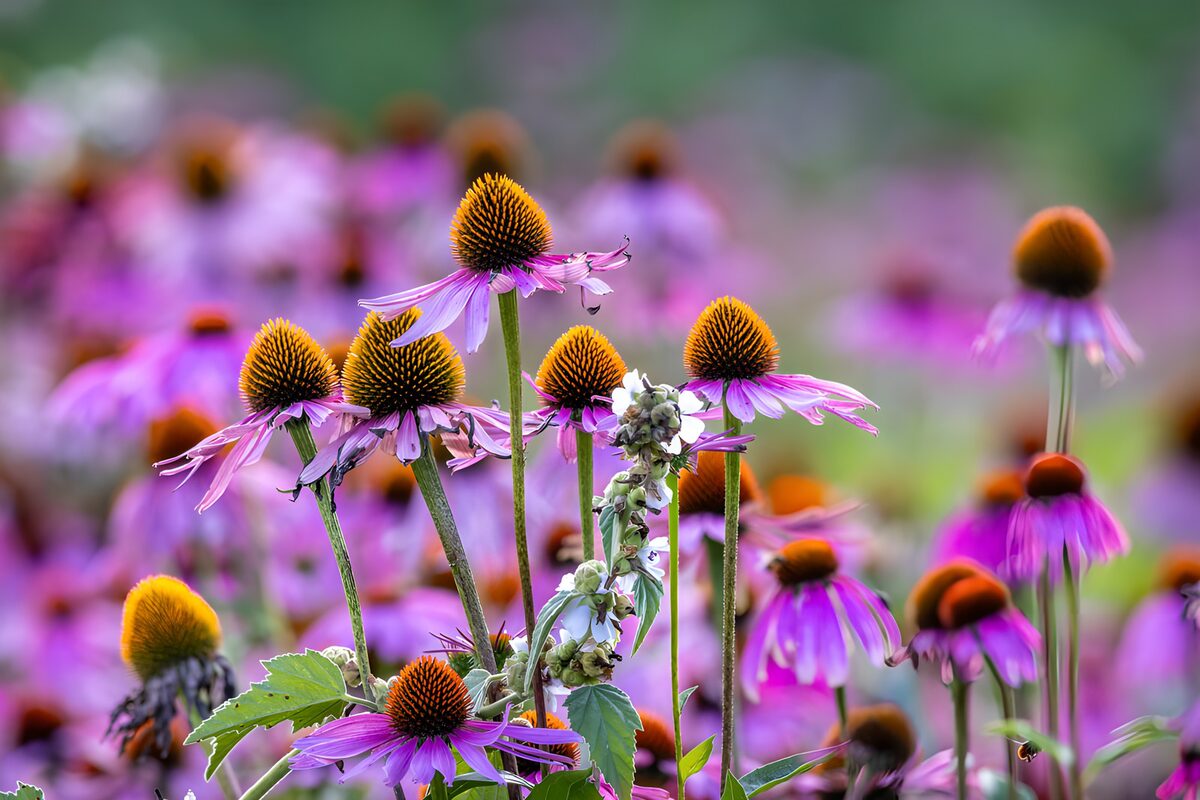 Kleurrijke Echinacea Velden