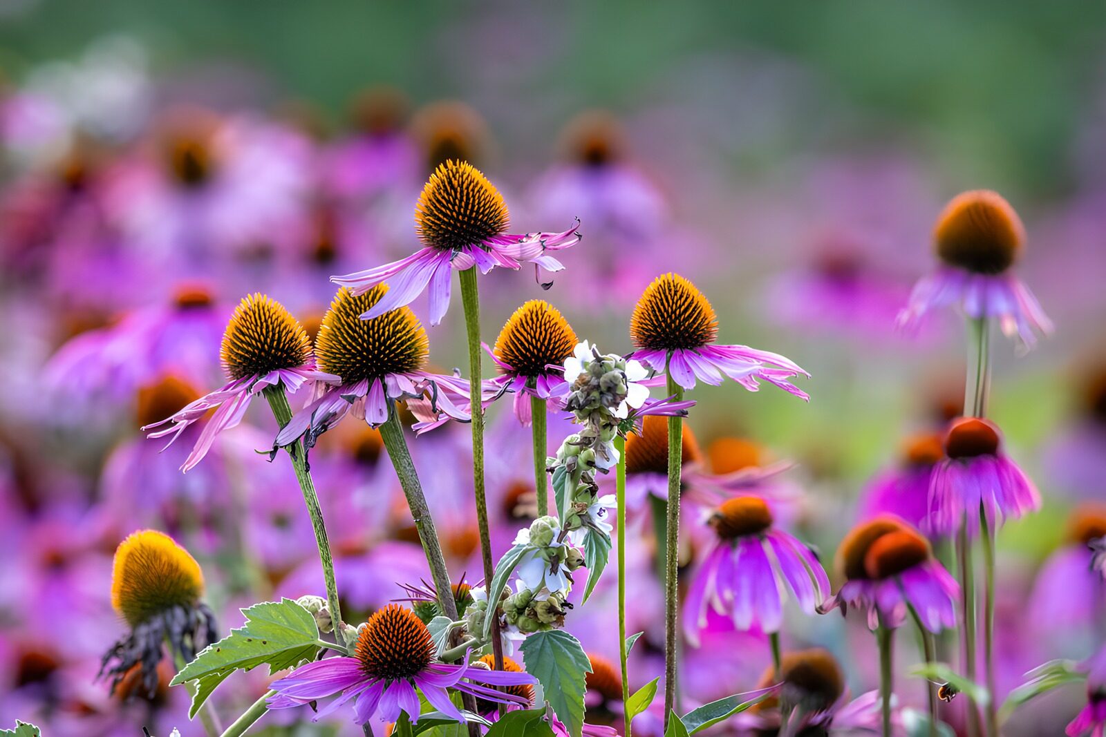 TP27316: Kleurrijke Echinacea Velden