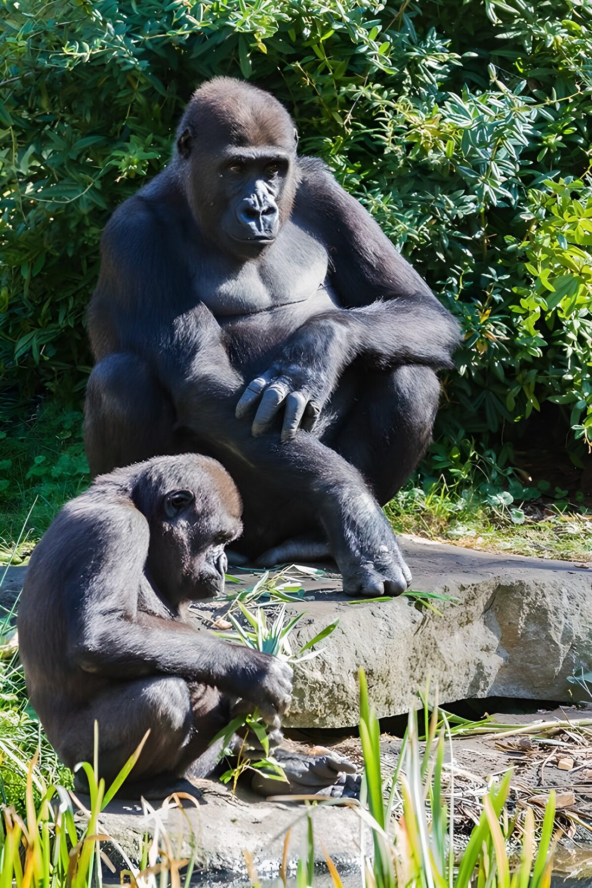 Moeder en zoon Gorilla