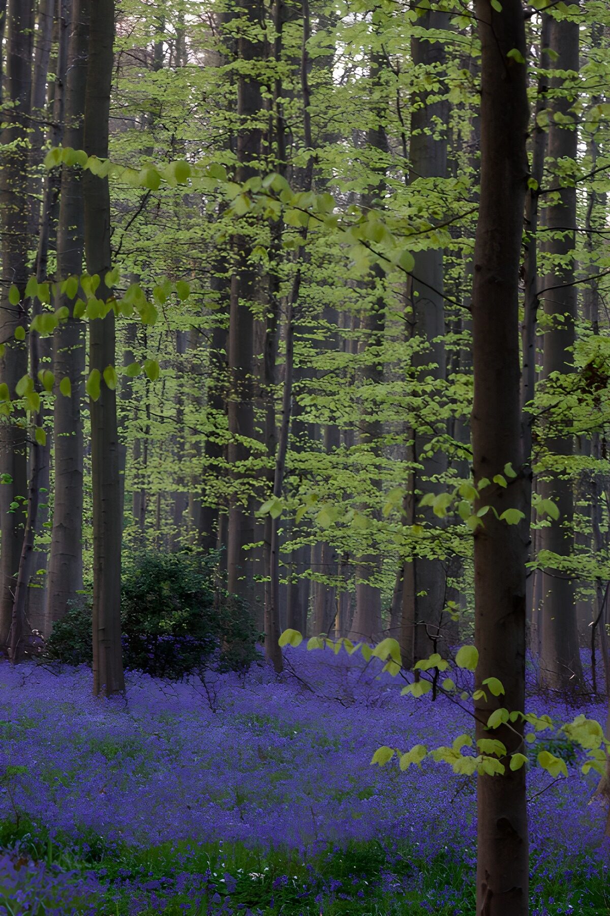 Prachtig Bloeiend Bos in Lente