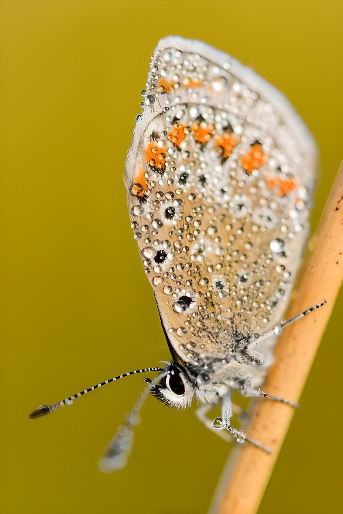 TP58055: Vlinder met oranje stipjes op de vleugels Bruin blauwtje