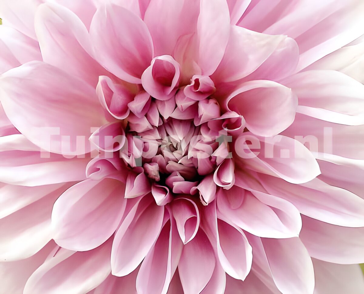 Hart van roze dahlia 