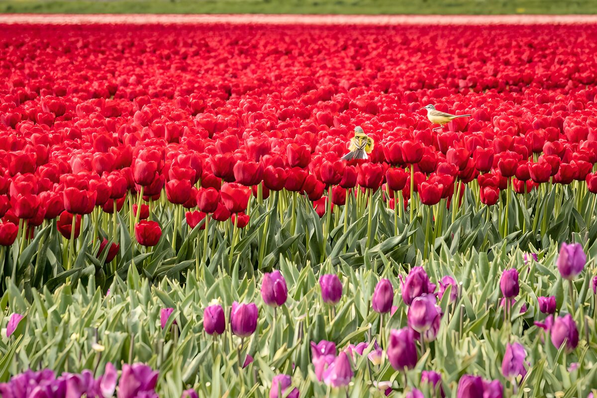 Kleurrijke tulpenvelden in bloei