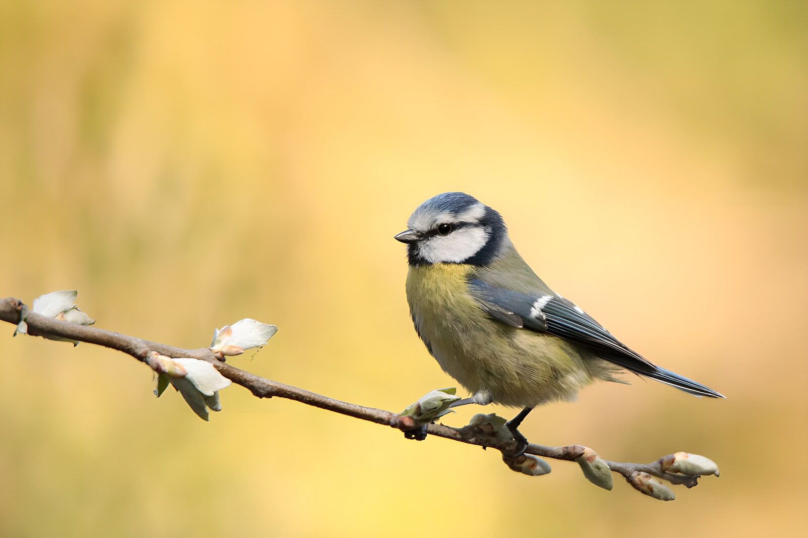 TP95481: Blauwe Mees op een tak