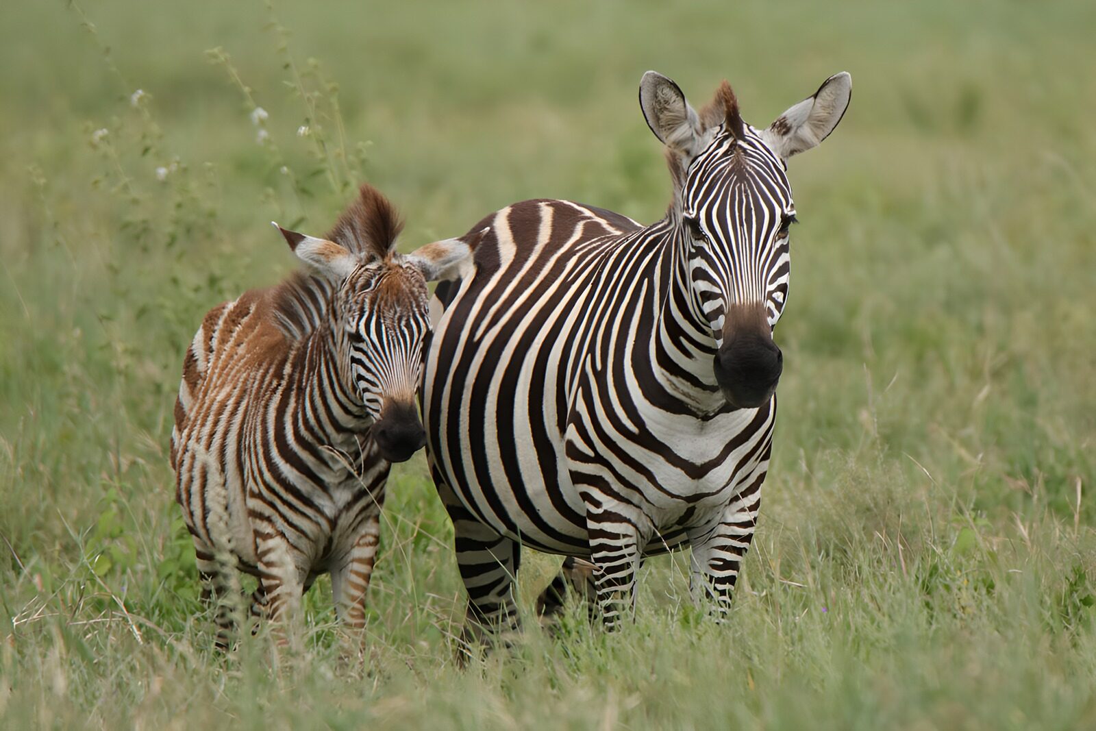 TP41350: Moeder en jong zebra in het gras
