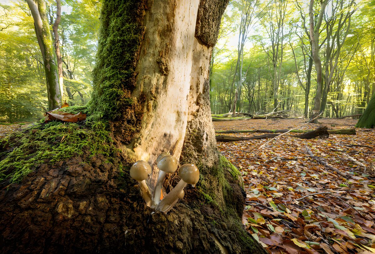 Paddenstoelen en mos in het bos