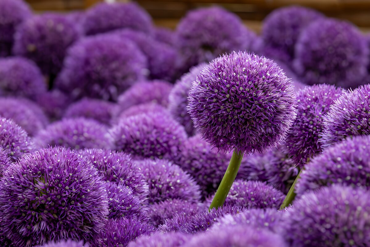 TP29878: Prachtige paarse bolbloemen