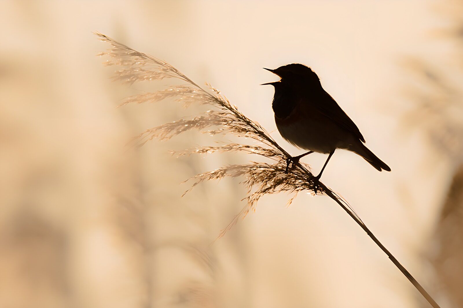 TP54810: Zangvogel in silhouet bij zonsondergang