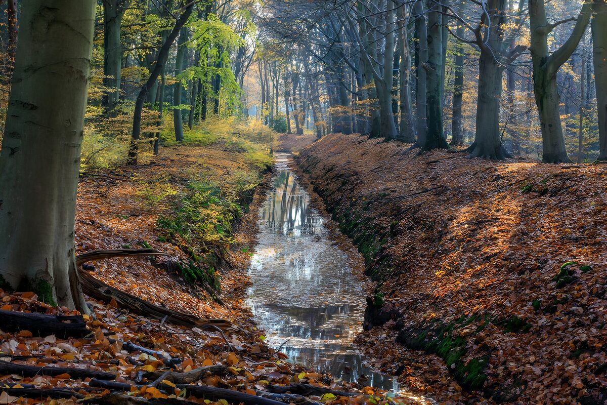 Herfstwandeling langs de bosrand