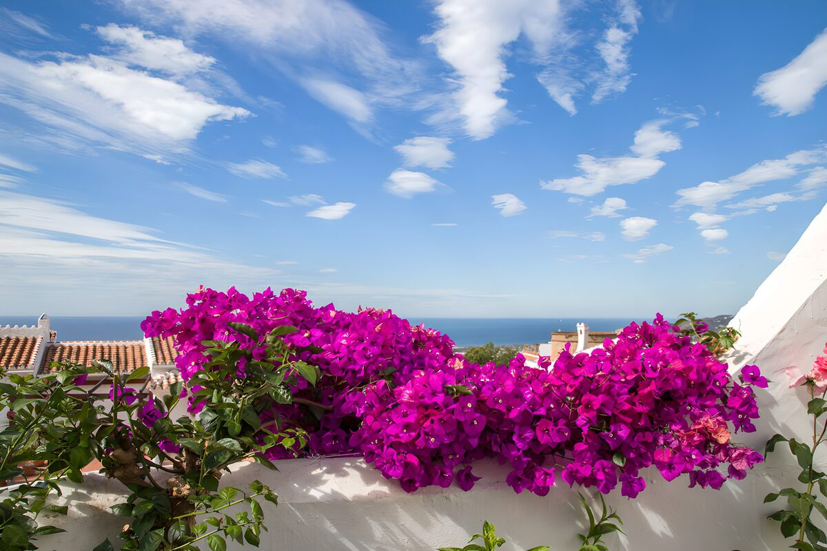 Prachtige bougainvillea met zeezicht