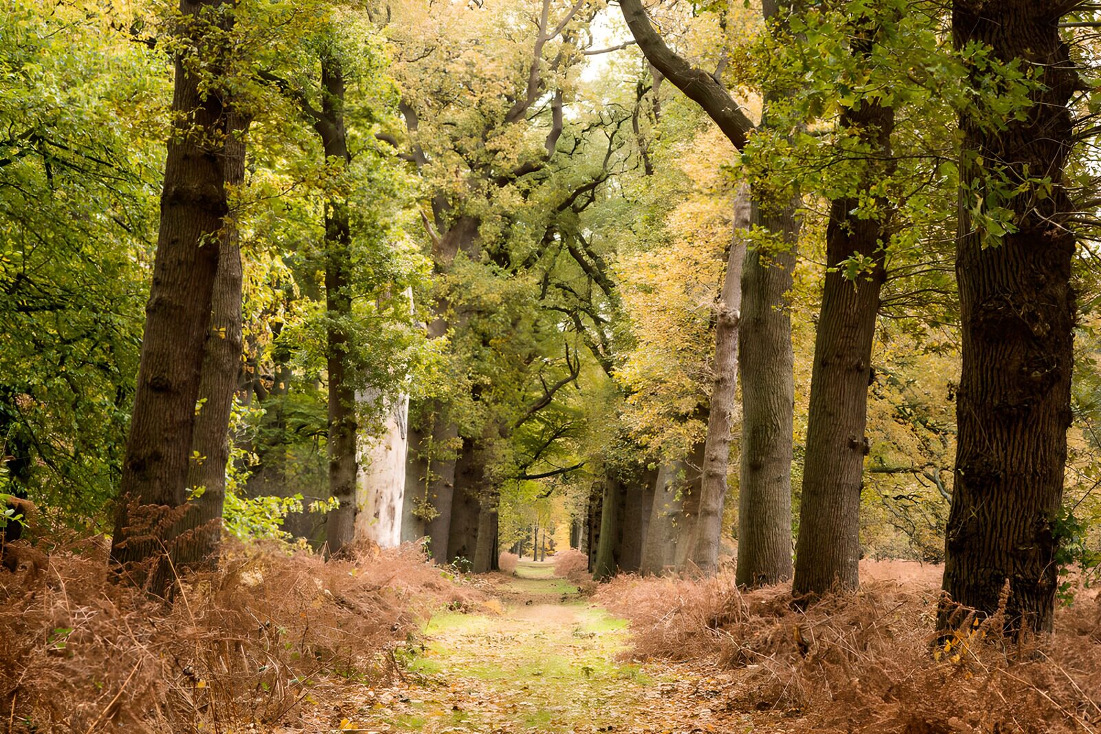 TP74239: Herfstwandeling door het bos