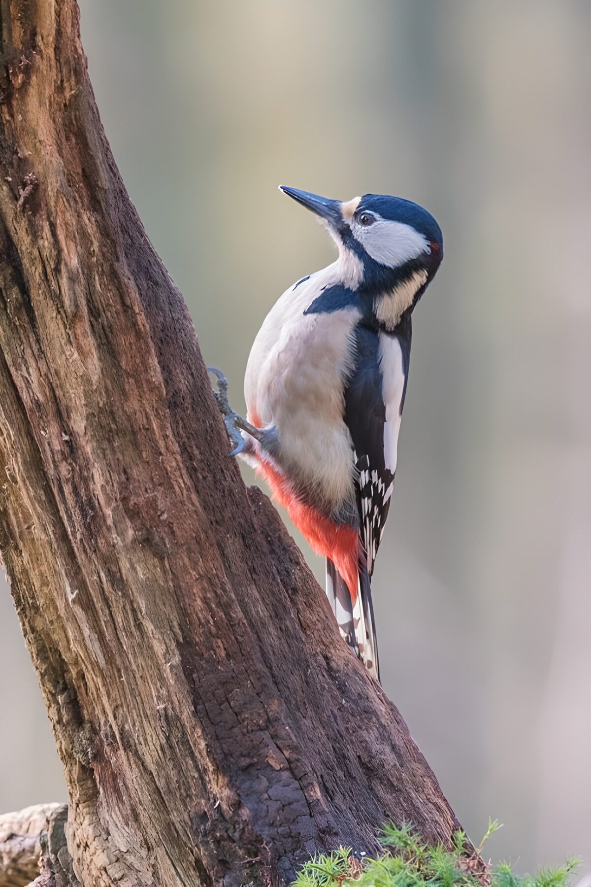 Grote Bonte Specht op een Boom