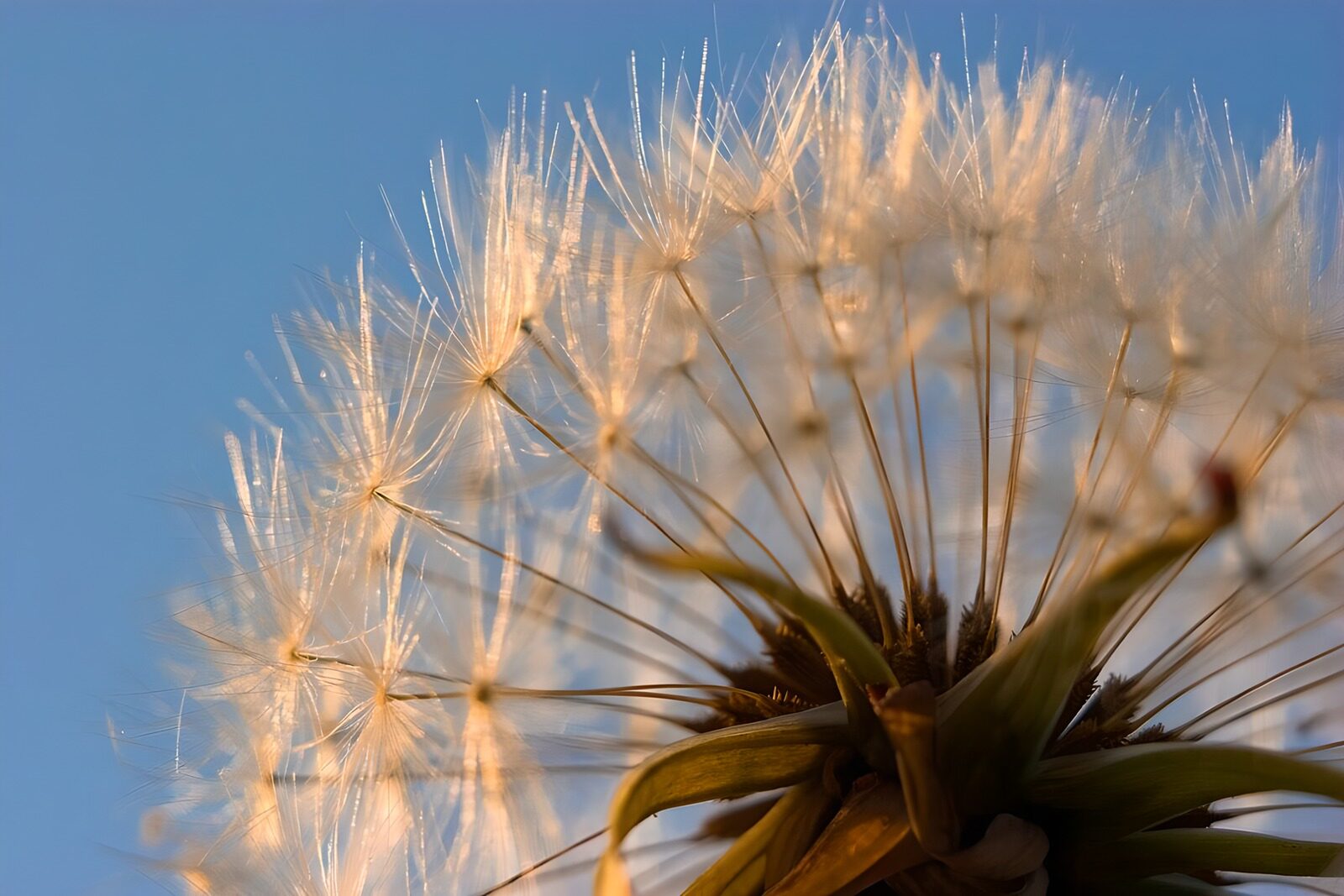 TP12747: Pappus kroon