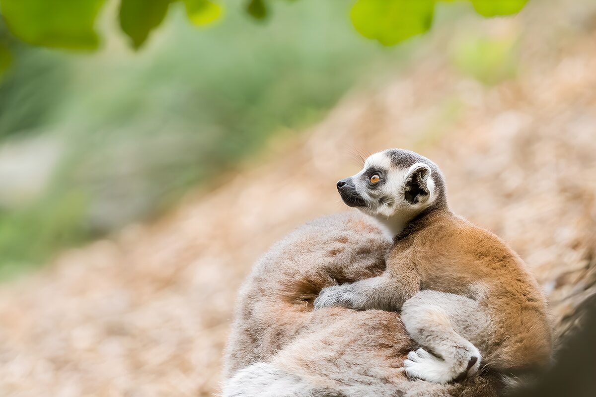 Klein lemurtje op rug van volwassene