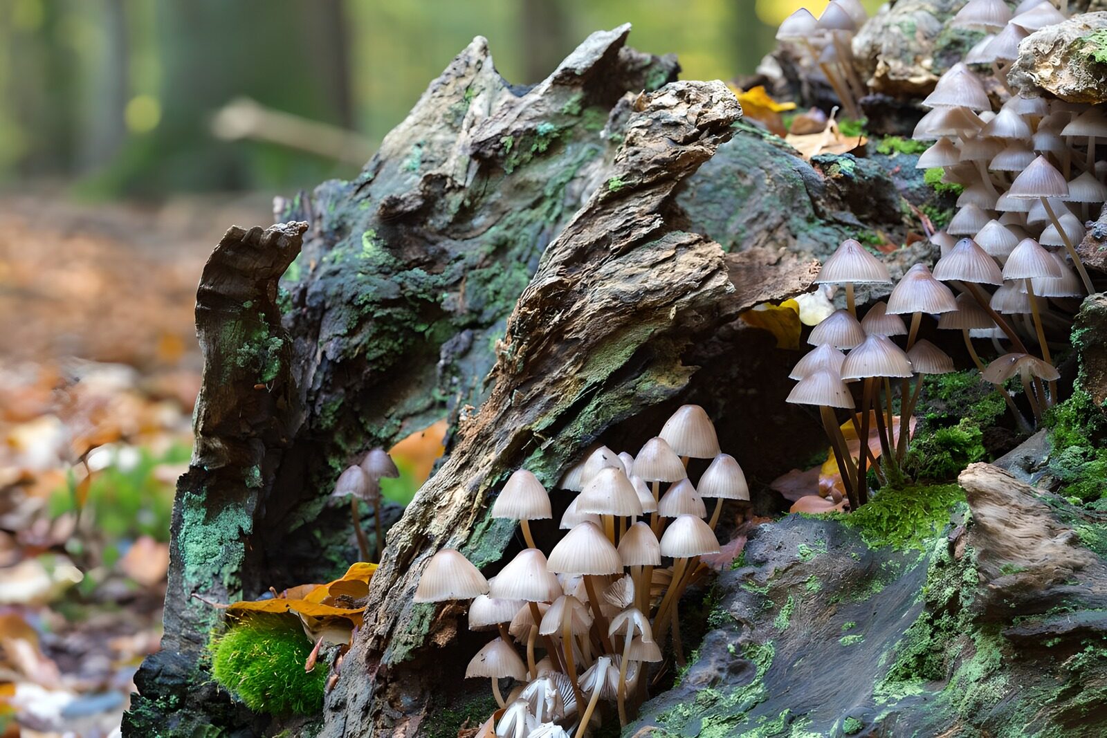 TP36425: Oude boomstronk begroeid met paddestoelen
