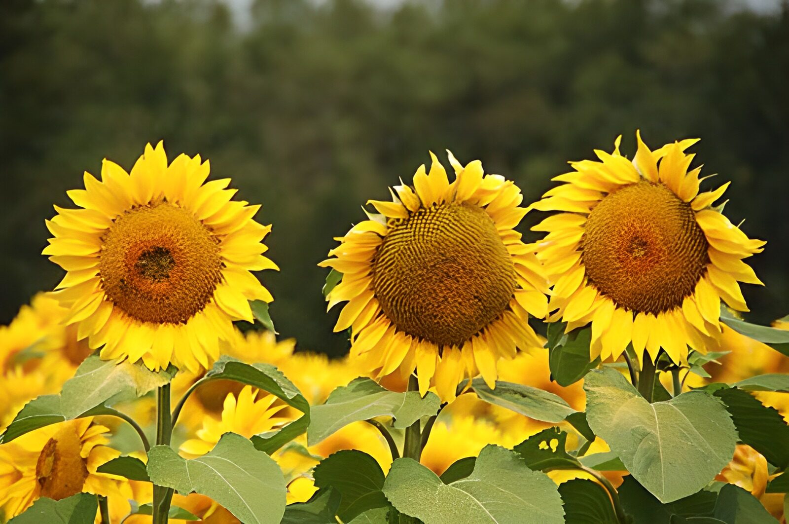 TP29618: Zonnebloemen op een rij met bladeren en bos op achtergrond